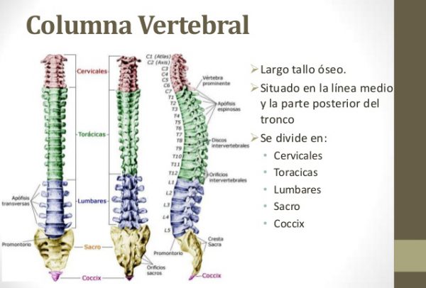 columna vertebral