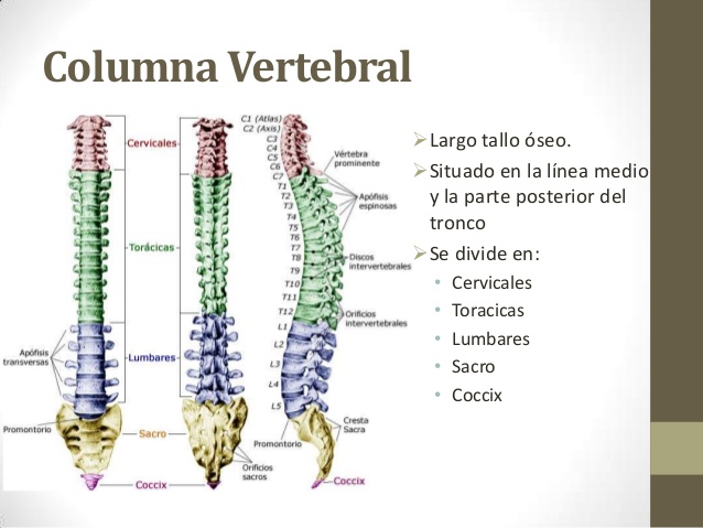 columna vertebral